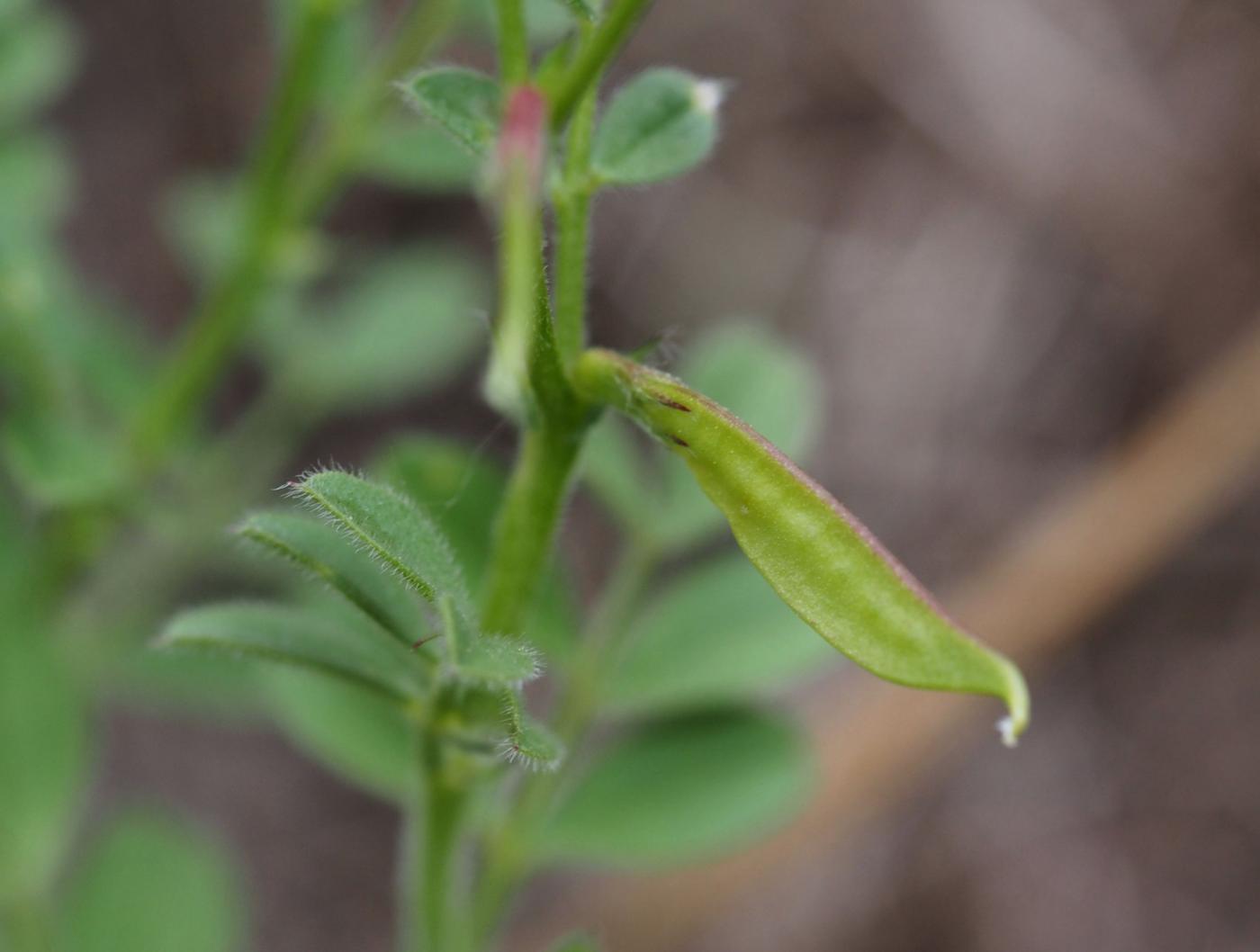 Vetch, Spring fruit